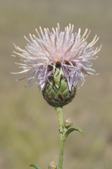 Centaurea scabiosa adpressa