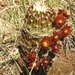 Texas Hedgehog Cactus - Photo (c) Chuck Sexton, some rights reserved (CC BY-NC)