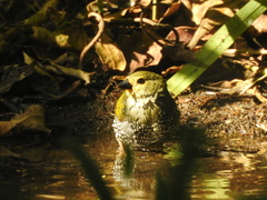 Mandingoa nitidula nitidula