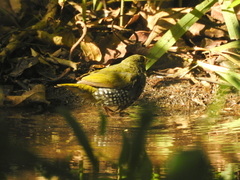 Mandingoa nitidula nitidula