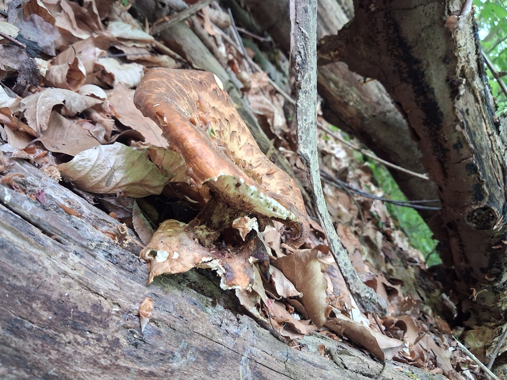 Cerioporus squamosus · May 2026 · photo: © mangoblatt (iNaturalist, cc0)
