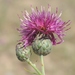 Centaurea scabiosa adpressa - Photo (c) vladimir_epiktetov, some rights reserved (CC BY-NC), uploaded by vladimir_epiktetov