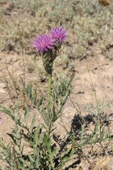 Centaurea scabiosa adpressa