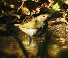 Mandingoa nitidula nitidula