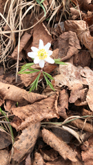 Anemonoides nemorosa