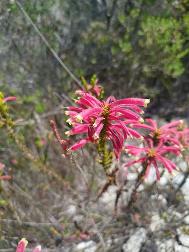 Erica densifolia, photograph 1