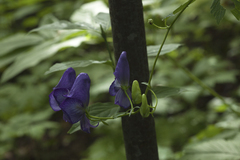 Aconitum sczukinii