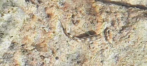 Adriatic blenny (Microlipophrys adriaticus) — Blenniidae