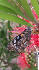 Ogyris amaryllis