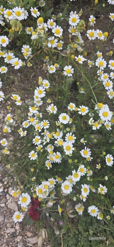 German Chamomile