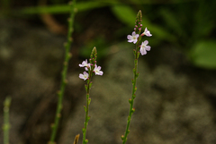 Verbena officinalis
