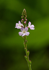 Verbena officinalis