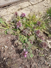 Lamium purpureum