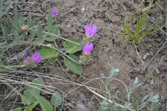 Psephellus carbonatus