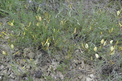 Astragalus ucrainicus