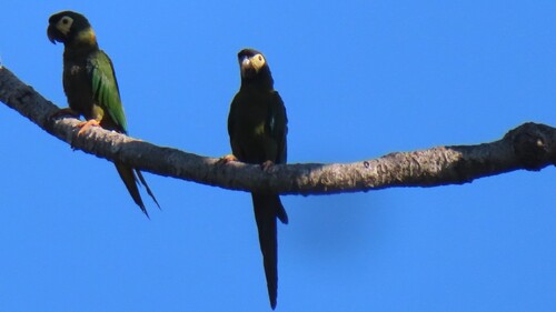 Golden-collared Macaw (Primolius auricollis)