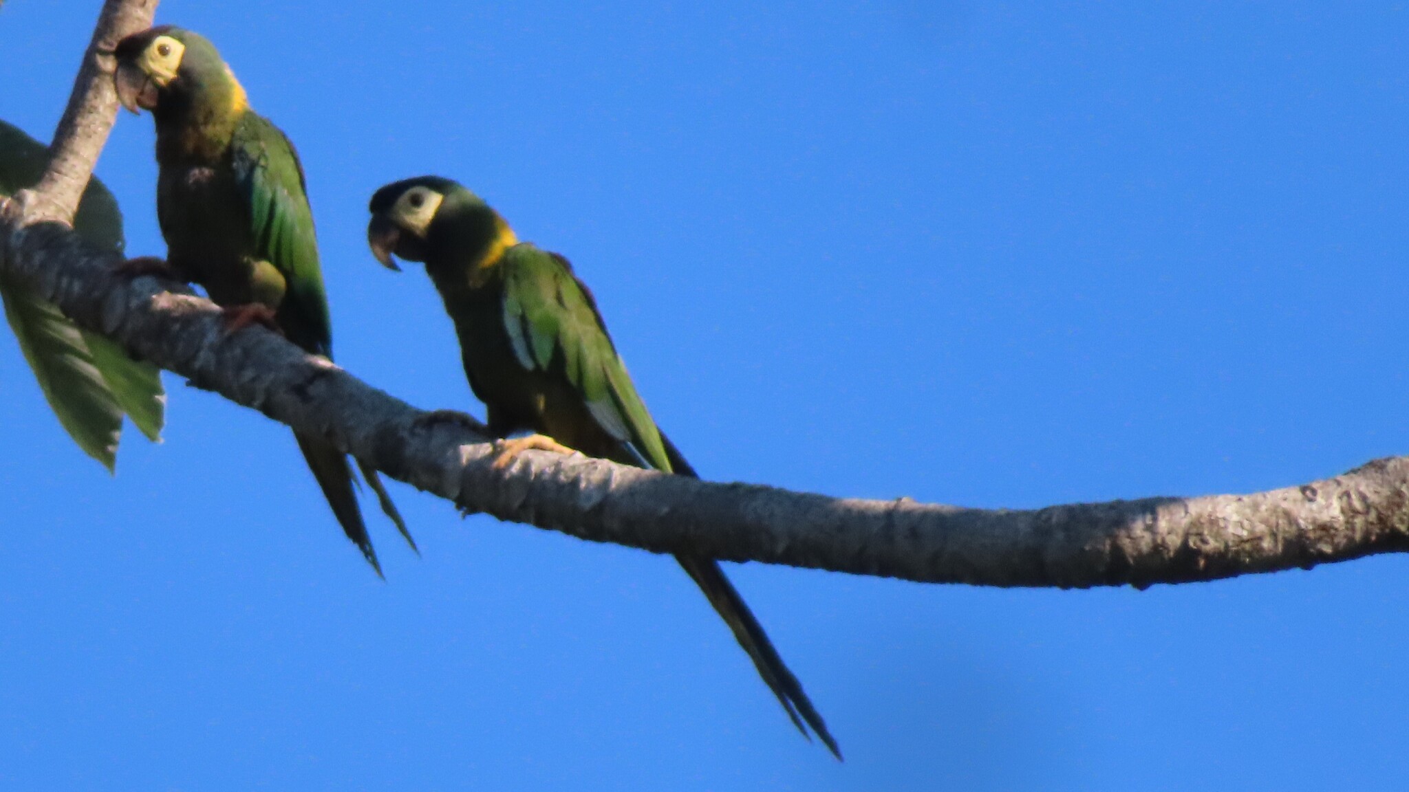 Golden-collared Macaw (Primolius auricollis), photo 2