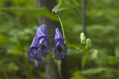 Aconitum sczukinii