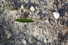 Eriospermum schlechteri