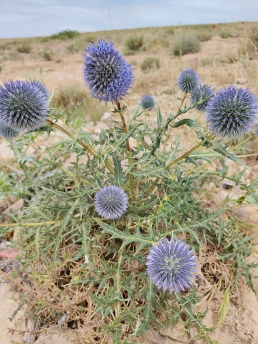 Echinops bovei