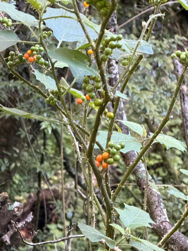 Solanum anguivi, photograph 1