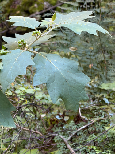 Solanum anguivi, photograph 2