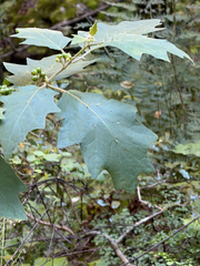 Solanum anguivi, photograph (c) alanbedfordshaw, some rights reserved (CC BY-SA)