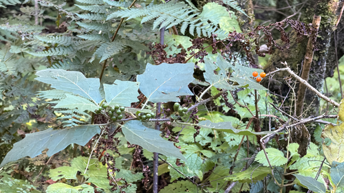 Solanum anguivi