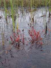 Drosera × obovata