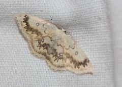 Cyclophora annularia