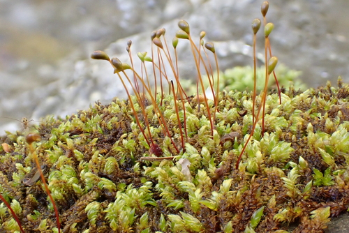 Pseudohygrohypnum eugyrium, 2026-04-24