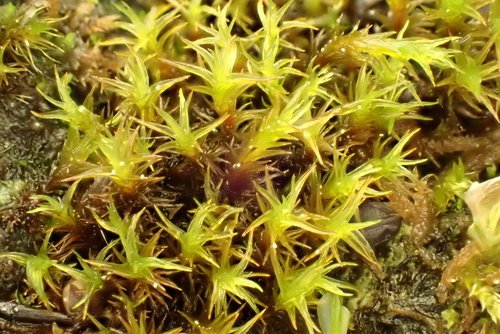 Didymodon rigidulus, 2026-04-24