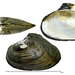 Cockscomb Mussel - Photo (c) Kim, Hyun-tae, some rights reserved (CC BY-NC-SA), uploaded by Kim, Hyun-tae