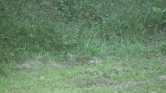 Turdus olivaceus pondoensis