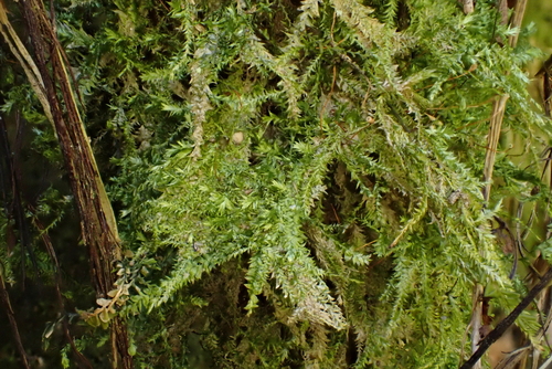 Plagiothecium laetum, 2026-04-24
