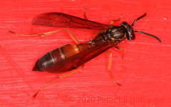 Angiopolybia