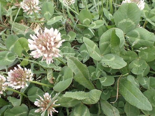 white clover