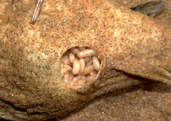 Amblyrhynchote honckenii