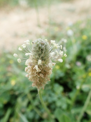 Hare's-foot Plantain