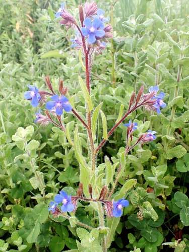 Italian Bugloss