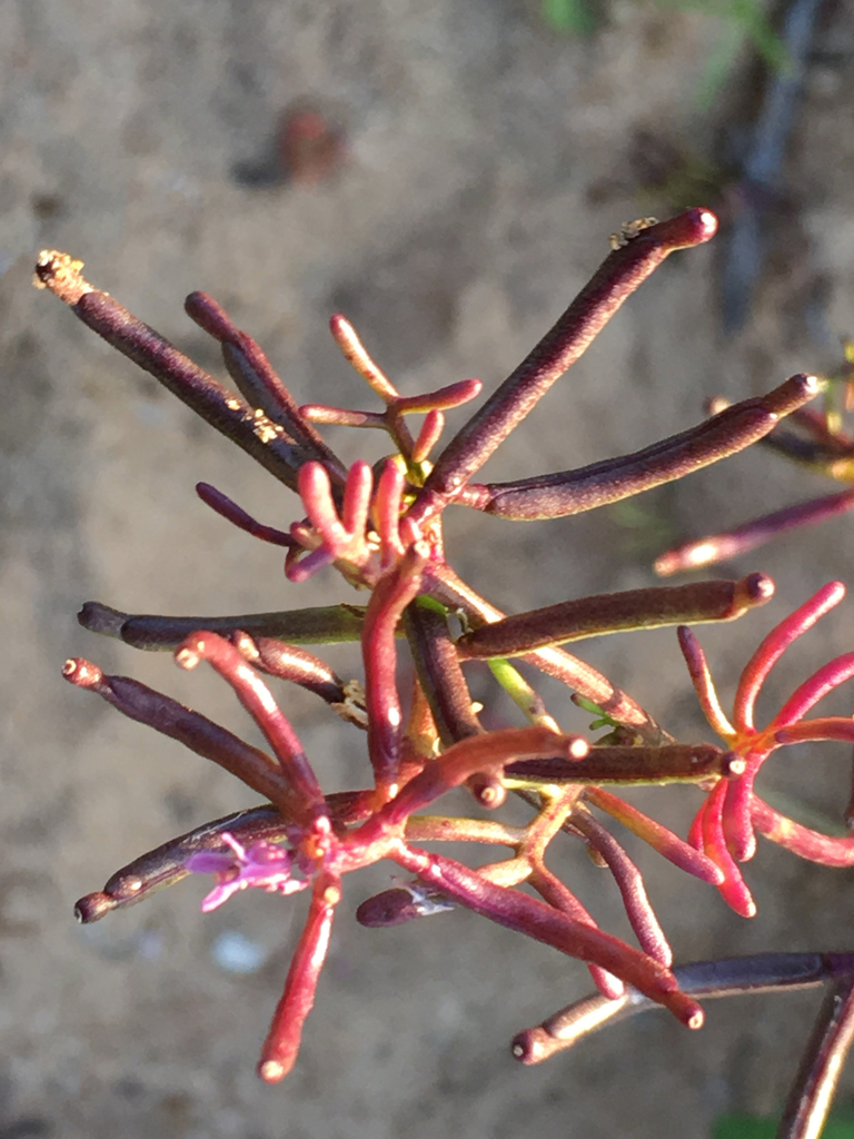 Sibara brandegeeana