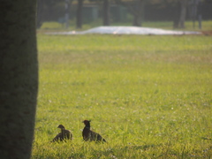 Phasianus colchicus formosanus