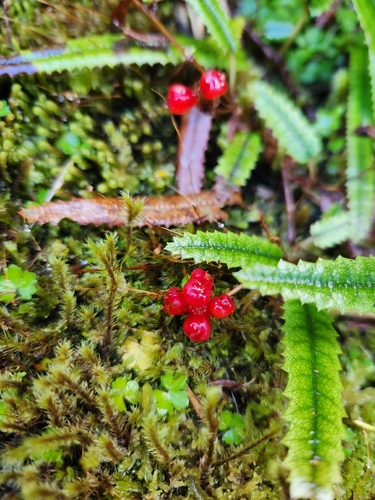 Rubus parvus