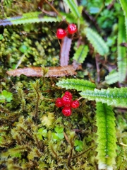 Rubus parvus
