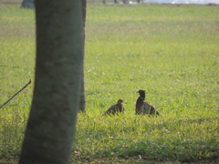 Phasianus colchicus formosanus
