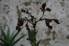 Crassula perfoliata coccinea