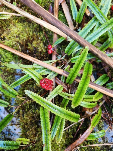 Rubus parvus, photograph 2