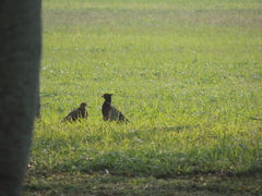 Phasianus colchicus formosanus