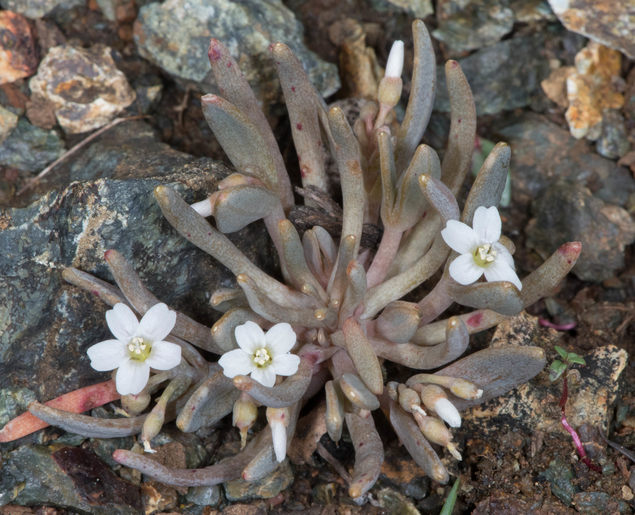 Claytonia exigua ssp. exigua
