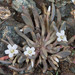 Claytonia exigua exigua - Photo (c) Don Loarie, some rights reserved (CC BY), uploaded by Don Loarie